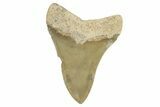 Serrated, Fossil Megalodon Tooth - North Carolina #294548-1